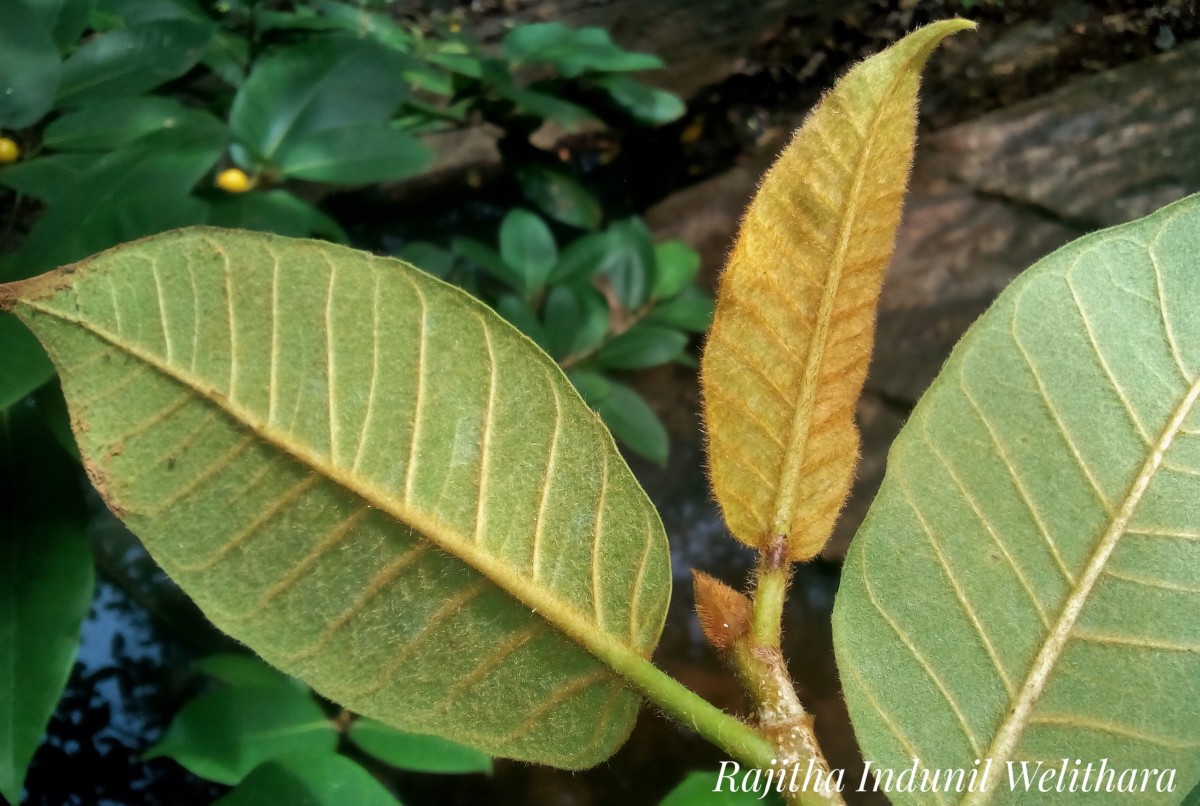 Ficus drupacea Thunb.